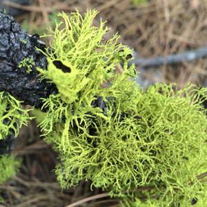 Fructicose lichen parasitic on tree 灌木狀地衣寄生在樹上