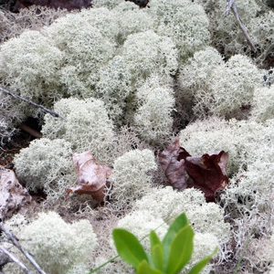 Fructicose lichen 灌木狀地衣