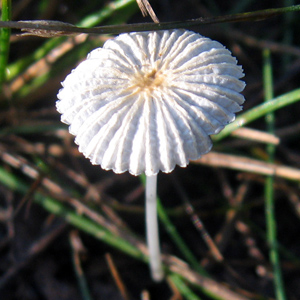 Parasola plicatilis (褶紋超鬼傘) 