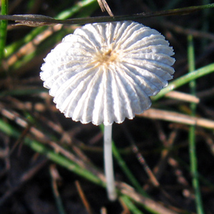 Parasola plicatilis (褶紋超鬼傘)
