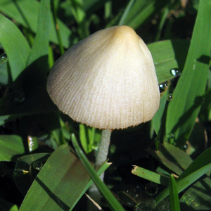 Parasola plicatilis (褶紋鬼傘)