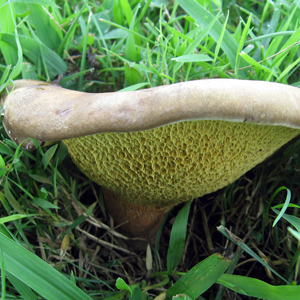 Ash-tree bolete (Boletinellus merulioides) 褶孔短孢牛肝菌 Season: Summer, and fall (季節: 夏、秋) Description: found under white or green ash trees, growing along or scattered (獨自或分散生長在白色或綠色的白臘樹下) Cap: 5-20 cm , convex when young, becoming wavy and vase-shaped, brown on surface (菌傘約5至20公分,幼株時呈凸狀,成株時成波浪和瓶狀,棕色表面)