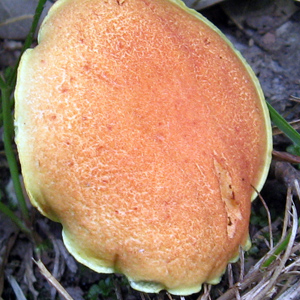 Fungus (菌類) 
