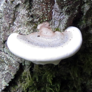 Bracket Fungus from Oregon 菌類