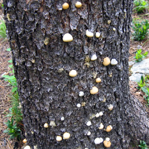 Fungus from Grand Tetons 菌類