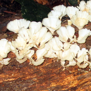 fungus 菌類