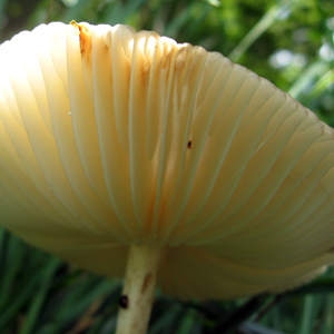 Gills of Leucoagaricus leucothites ( 堅實環柄菇) 的菌摺