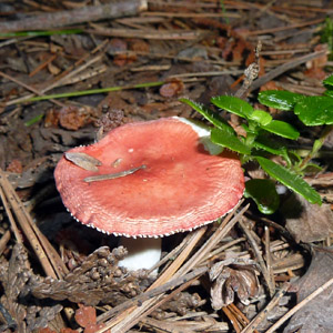 Russula 紅菇