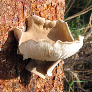 Fungus growing on a tree in the Everglades. 菌類