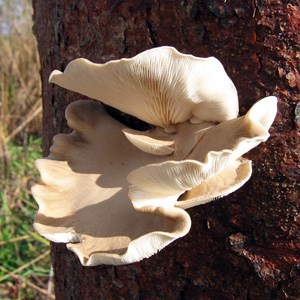 Fungus (菌類)
