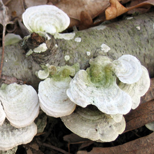 Turkey tail mushroom (Ganoderma lucidum) 靈芝