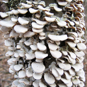 Fungus 菌類