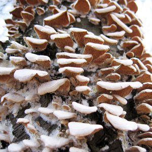 Fungus growing on a tree in the Everglades. 菌類