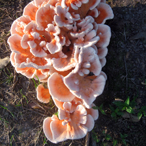 Fungus 菌類