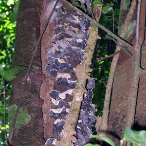Fungus from Cano Island, Costa Rica 菌類
