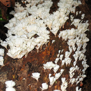 Fungus (菌類) 