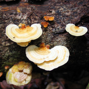 Turkey tail mushroom (Ganoderma lucidum) 靈芝