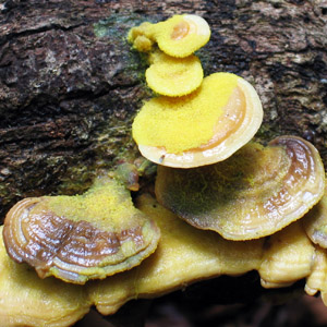 Turkey tail mushroom (Ganoderma lucidum) 靈芝