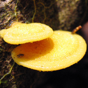 Fungus (菌類)