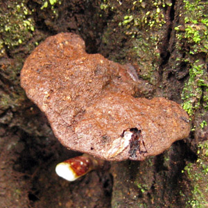 fungus 菌類