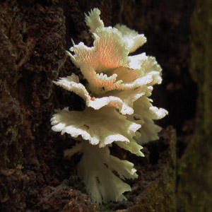 Fungus 菌類