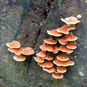 Fungus from Cano Island, Costa Rica 菌類