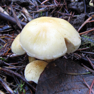 Fungus from Oregon 菌類