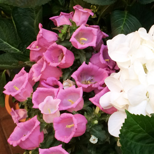 Canterbury bells (Campanula medium 'Bells of Holland') 風鈴草