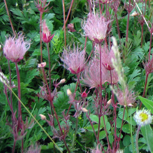 Purple avens (Geum rivale) 紫萼路邊青 Native Range: Northeastern America, Europe (原產地在美洲東北方) Bloom time: May to August (開花時間: 5至8月) Bloom description: Purple-pink petals (粉紫花瓣) Sun: Full sun to part shade(全日照到部份蔭涼) Height: 0.2 to 0.4m (高度: 0.2-0.4米)