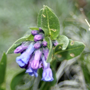 Greenleaf Chimingbells from Alpine Rocky Mountains