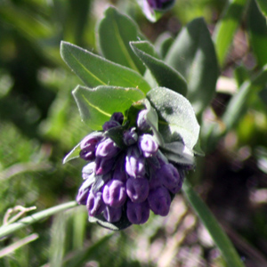 Greenleaf Chimingbells from Alpine Rocky Mountains