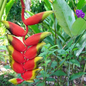 Hanging heliconia (Heliconia rostrata) 紅色蠍尾蕉－Costa Rica 哥斯大黎加