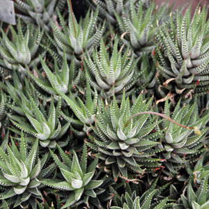 Haworthia (Zebra Plant)-South Africa 斑馬條紋的多肉植物－產地南非