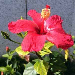 Hibiscus (Hibiscus rosa-sinensis) 朱槿 Native Range: Tropical Asia, China (原產地: 熱帶亞洲、中國) Bloom time: Summer to fall (開花時間: 夏天至秋天) Bloom description: Red (紅花) Sun: Full sun to part shade (全日照至部份蔭涼) Height: 4 to 10 feet (植株高度4至10英尺)