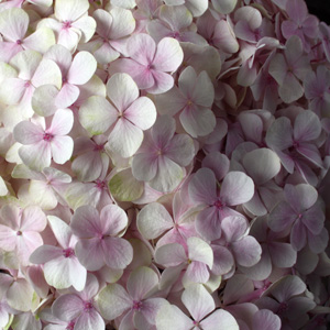 Hydrangea繡球花