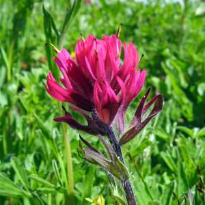 Lemmon's Indian paintbrush (Castilleja lemmonii) 紅扁萼花 Native Range: Moist mountain meadows in Western North America (原產地: 北美洲西部山區的濕潤草原) Bloom time: May to September (開花時間: 5至9月) Bloom description: pink, spikelike racemes (粉紅花,帶有尖尖的總狀花序) Height: 0.1 to 0.2 m (高度: 0.1-0.2米)