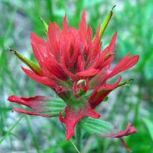 Giant red Indian paintbrush (Castilleja miniata) 紅扁萼花 Native Range: Western North America (原產地在北美洲的西部) Bloom time: May to September (開花時間: 5至9月) Bloom description: red, spikelike racemes (紅花，帶有尖尖的總狀花序) Height: 0.3 to 0.6 m (高度: 0.3-0.6米)