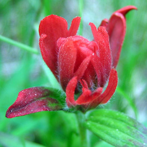 Giant red Indian paintbrush (Castilleja miniata) 紅扁萼花 Native Range: Western North America (原產地在北美洲的西部) Bloom time: May to September (開花時間: 5至9月) Bloom description: red, spikelike racemes (紅花，帶有尖尖的總狀花序) Height: 0.3 to 0.6 m (高度: 0.3-0.6米)