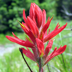 Giant red Indian paintbrush (Castilleja miniata) 紅扁萼花 Native Range: Western North America (原產地在北美洲的西部) Bloom time: May to September (開花時間: 5至9月) Bloom description: red, spikelike racemes (紅花，帶有尖尖的總狀花序) Height: 0.3 to 0.6 m (高度: 0.3-0.6米)