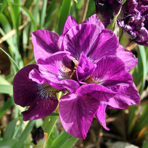 Iris 鳶尾花