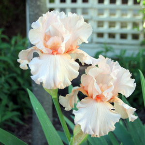 Iris 鳶尾花