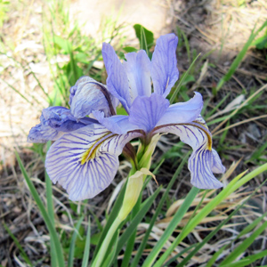 Iris 鳶尾花