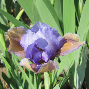 Iris "Blueberry Tart" 鳶尾花