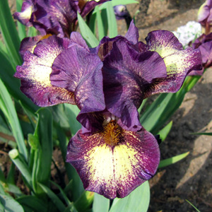 Iris "Ballistie" 鳶尾花