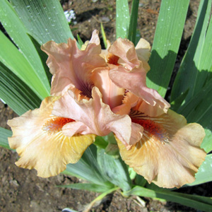 Iris "Mandarin" 鳶尾花