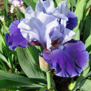 Iris 鳶尾花