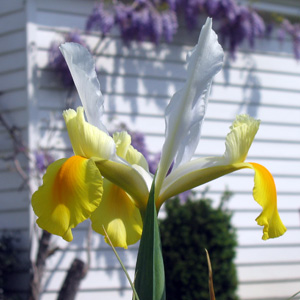 Dutch iris 鳶尾花
