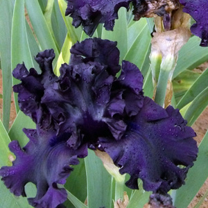 Dark blue iris