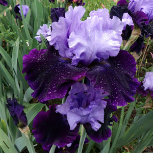 Dark purple iris