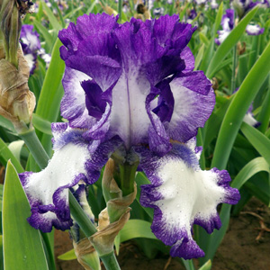 Iris "Ink Patterns"